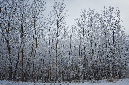 hoarfrost1